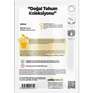 100 Adet Şebboy (mathiola İncana) Çiçek Tohumu