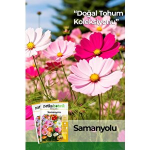 30 Adet Samanyolu (cosmos L.) Çiçek Tohumu