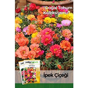 100 Adet İpek - Şellaki (portulaca Grandiflora) Çiçek Tohumu