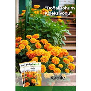 50 Adet Bodur Kadife Çiçek Tohumu (tagetes L.)