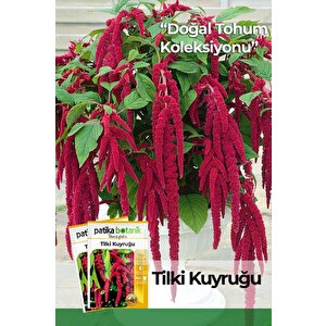 100 Adet Tilki Kuyruğu (amaranthus Caudatus) Çiçek Tohumu