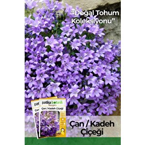 100 Adet Çan Kadeh (campanula L.) Çiçek Tohumu