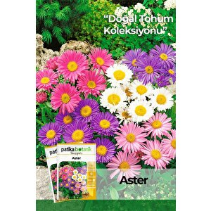 50 Adet Aster Çiçeği Tohumu