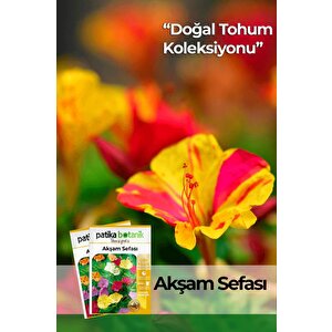 15 Adet Akşam Sefası Tohumu