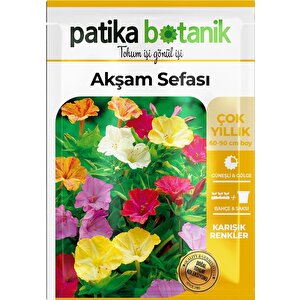 15 Adet Akşam Sefası Tohumu