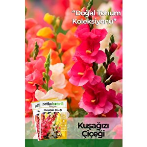 100 Adet Kuşağzı (aslanağzı) (antirrhinum Majus) Çiçek Tohumu