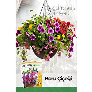 100 Adet Boru (petunya) (petunia) Çiçek Tohumu