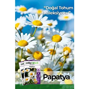 100 Adet Tıbbi Aromatik Papatya Tohumu