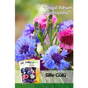 Kontur (centaurea) Çiçek Tohumu 50 Adet