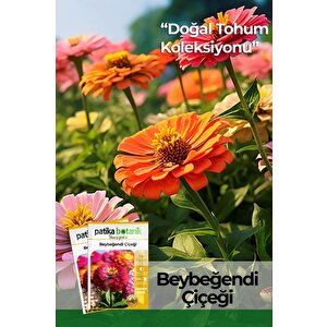 30 Adet Beybeğendi (zinnia) Çiçek Tohumu