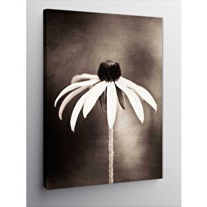 Kanvas Tablo Beyaz Papatya 70x100 cm