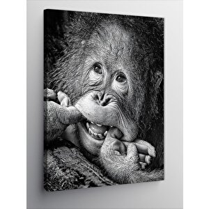 Kanvas Tablo Gülümseyen Orangutan 70x100 cm