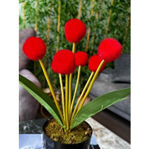 Yapay Çiçek Kırmızı Pompon Siyah Saksıda Dekoratif Yapay Çiçek 30*20cm