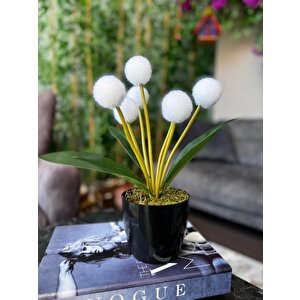 Yapay Çiçek Beyaz Pompon Siyah Saksıda Dekoratif Yapay Çiçek 30*20cm
