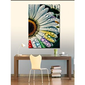 Kanvas Tablo Papatya Ve Renkler 70x100 cm