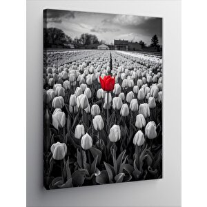 Kanvas Tablo Beyaz Çiçeklerin Arasındaki Kırmızı Çiçek 100x140 cm