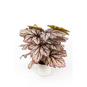 Beyaz Saksida Yapay Kaladyum (caladium) Çi̇çeği̇