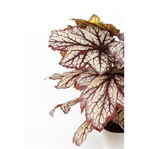 Beyaz Saksida Yapay Kaladyum (caladium) Çi̇çeği̇