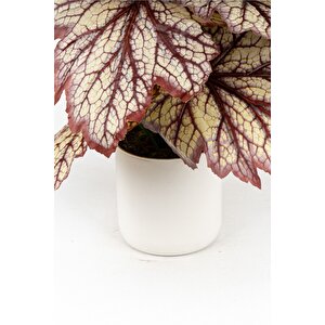 Beyaz Saksida Yapay Kaladyum (caladium) Çi̇çeği̇