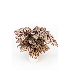 Beyaz Saksida Yapay Kaladyum (caladium) Çi̇çeği̇