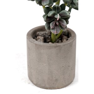 Beton Saksıda Yapay Kaktüs