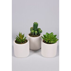 Beyaz Seramik Saksıda 3 Lü Kaktüs Set (sukulent Kaktüs Türleri̇ Deği̇şi̇kli̇k Göstermekte)