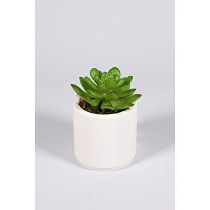 Beyaz Seramik Saksıda 3 Lü Kaktüs Set (sukulent Kaktüs Türleri̇ Deği̇şi̇kli̇k Göstermekte)