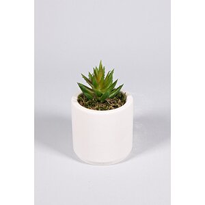 Beyaz Seramik Saksıda 3 Lü Kaktüs Set (sukulent Kaktüs Türleri̇ Deği̇şi̇kli̇k Göstermekte)