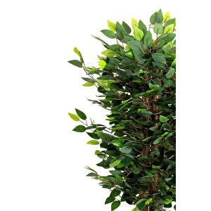 Siyah Saksıda Yoğun Yapraklı 150 Cm Yapay Benjamin Ağacı