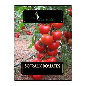 Sofralık Domates Tohumu 70 Adet