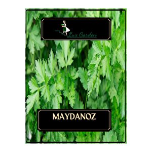 Maydanoz Tohumu 350 Adet