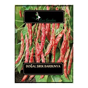 Doğal Sırık Barbunya Tohumu 4 Adet