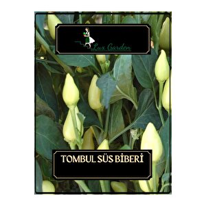 Tombul Süs Biberi Tohumu 80 Adet
