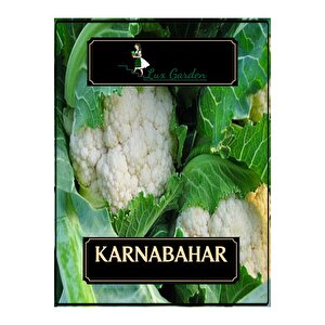 Karnabahar Tohumu 8 Adet