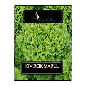 Kıvırcık Marul Tohumu 320 Adet