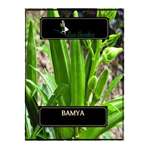 Bamya Tohumu 16 Adet