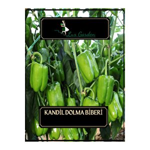 Kandil Dolma Tohumu 70 Adet