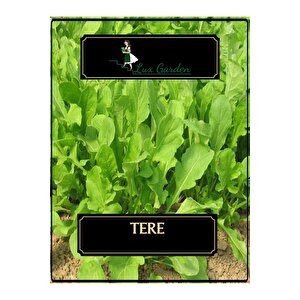 Tere Tohumu 440 Adet
