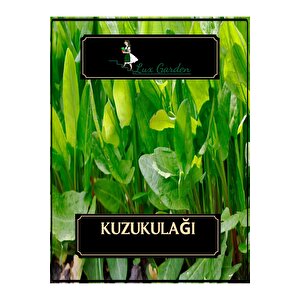 Kuzu Kulağı Tohumu 15 Adet