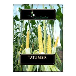 Tatlı Mısır Tohumu 8 Adet