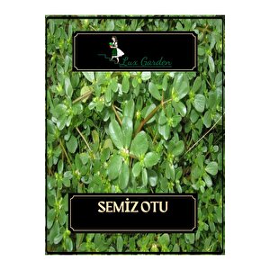 Semiz Otu Tohumu 350 Adet