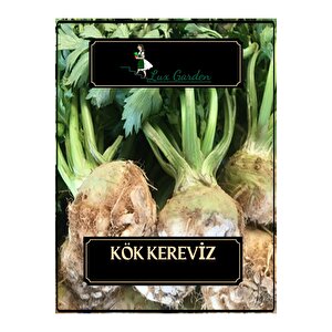 Kök Kereviz Tohumu 420 Adet