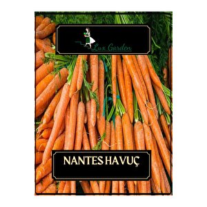 Nantes Havuç Tohumu 300 Adet