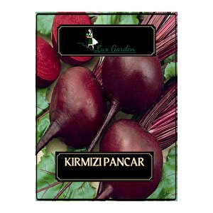Kırmızı Pancar Tohumu 40 Adet