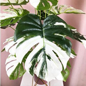 Yapay Ağaç Salon Bitkisi Beyaz Monstera 70 Cm 18 Yaprak Antrasit Saksıda Deve Tabanı