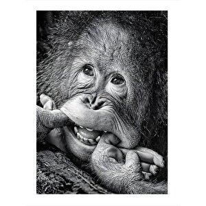 Sevimli Orangutan Mdf Poster 25cmx 35cm 25x35 cm