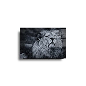 Aslan Cam Tablo | Hediyelik, Dekoratif, Ofis, Mutfak 70x110 cm