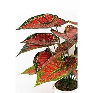 Beyaz Saksida Yapay Kaladyum (caladium) Çi̇çeği̇ Çok Renkli