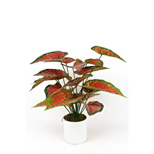 Beyaz Saksida Yapay Kaladyum (caladium) Çi̇çeği̇ Çok Renkli