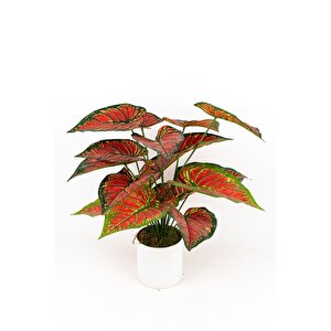 Beyaz Saksida Yapay Kaladyum (caladium) Çi̇çeği̇